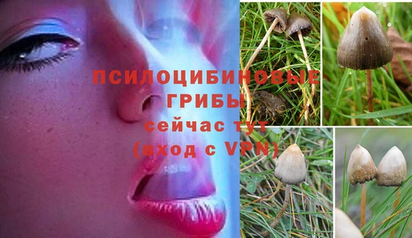apvp Белокуриха